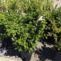 Cape Honeysuckle