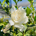 White flower Cape Jasmine with green leaves in a natural setting