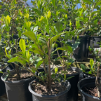 Potted Cape Jasmine in a nursery setting with green leaves and dark soil.