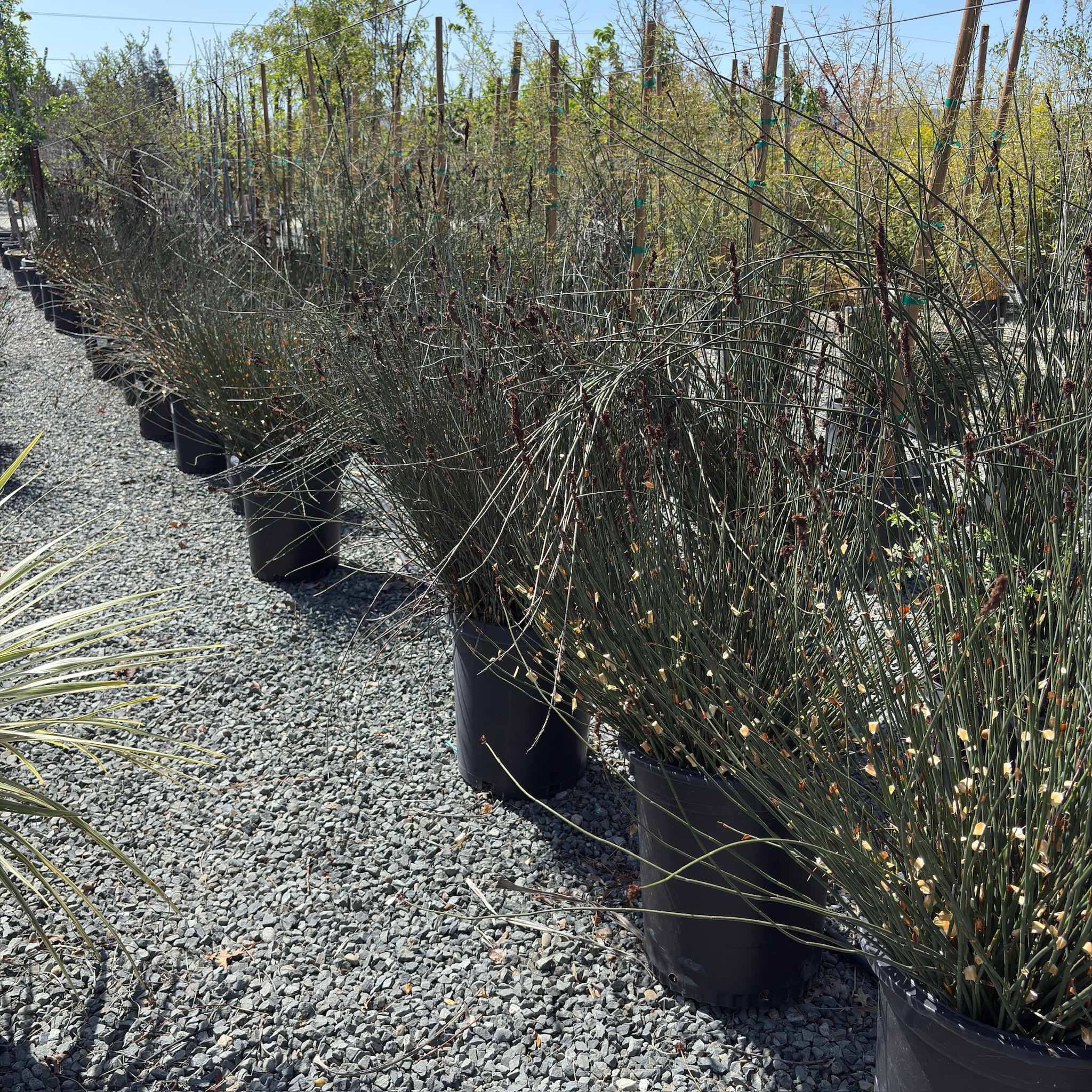 Row of potted Cape Reed plants on a gravel surface with a clear sky.