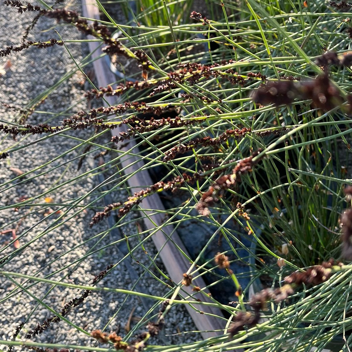 Close-up of Cape Reed grass with brown seed heads on a sandy background
