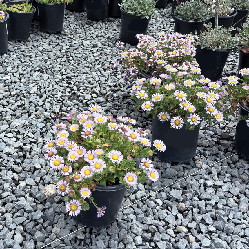 Cape Sebastian Seaside Daisy