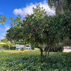 Cara Cara Orange