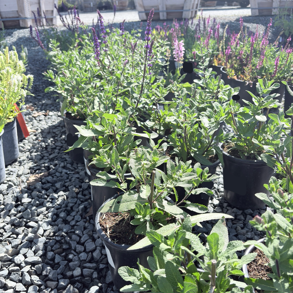 Caradonna Meadow Sage