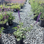 Caradonna Meadow Sage