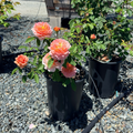 Carding Mill Austin Rose