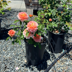 Carding Mill Austin Rose