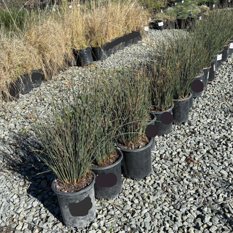 Row of potted Carman's Gray Spreading Rush plants on a gravel surface