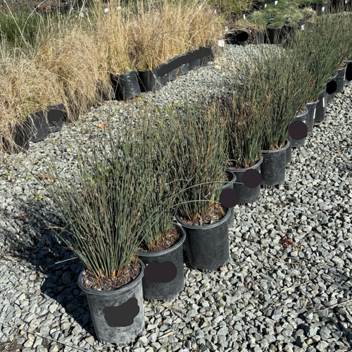 Row of potted Carman's Gray Spreading Rush plants on a gravel surface