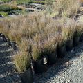 Row of potted Wire Grass plants in a nursery setting