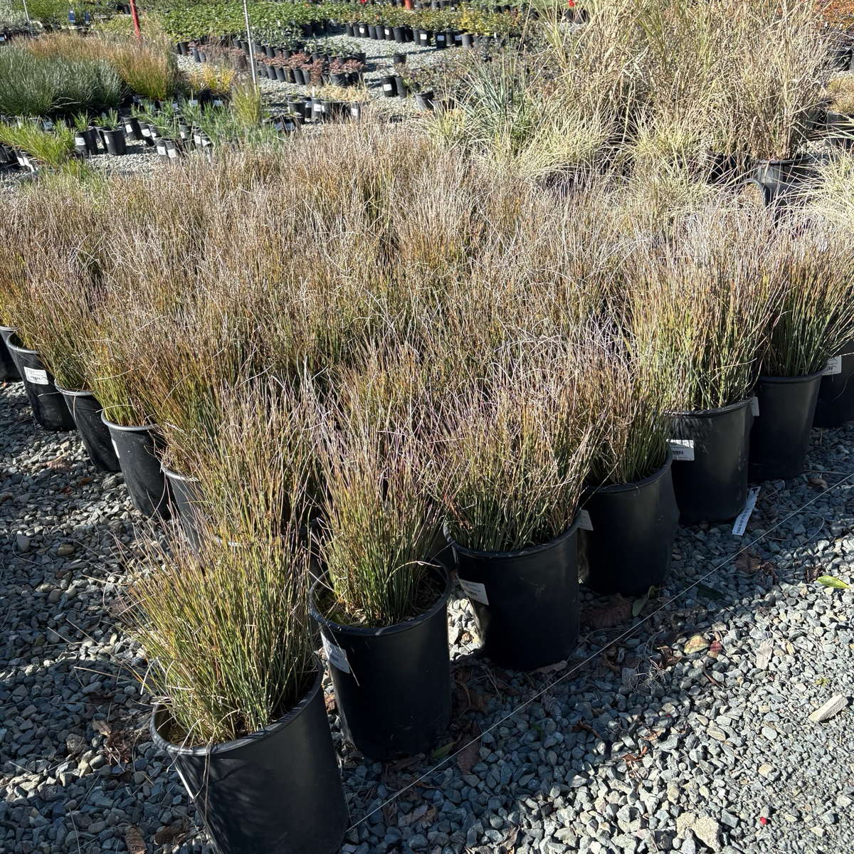 Row of potted Wire Grass plants in a nursery setting