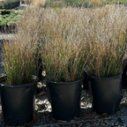 Row of potted Wire Grass plants in a garden setting