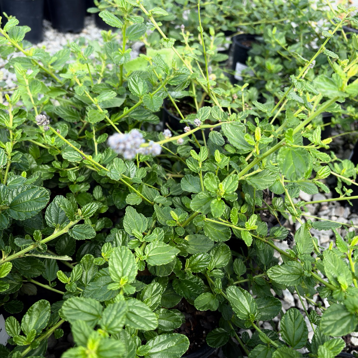 Carmel Creeper California Lilac