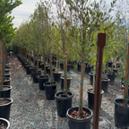 Carolina Cherry Laurel