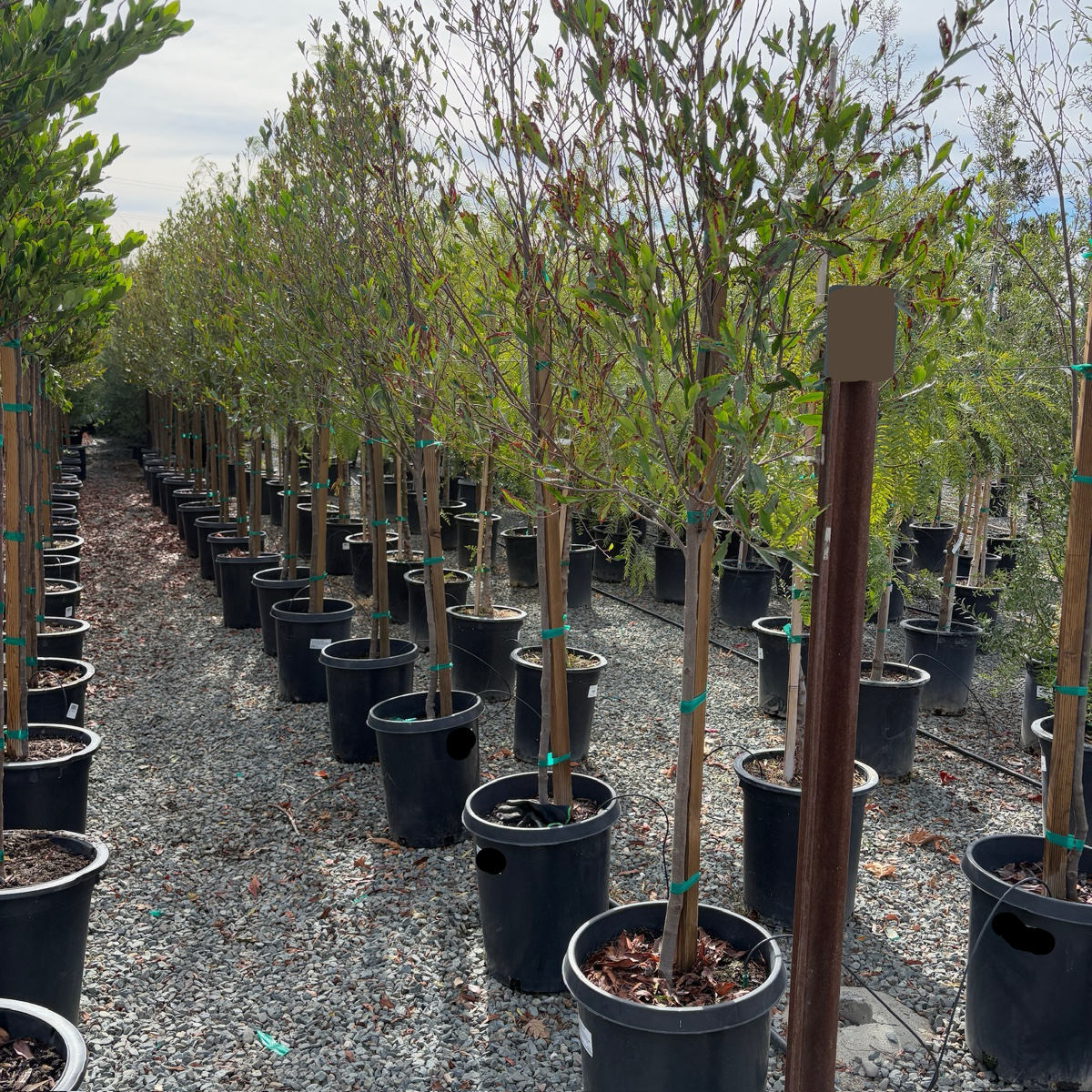 Carolina Cherry Laurel