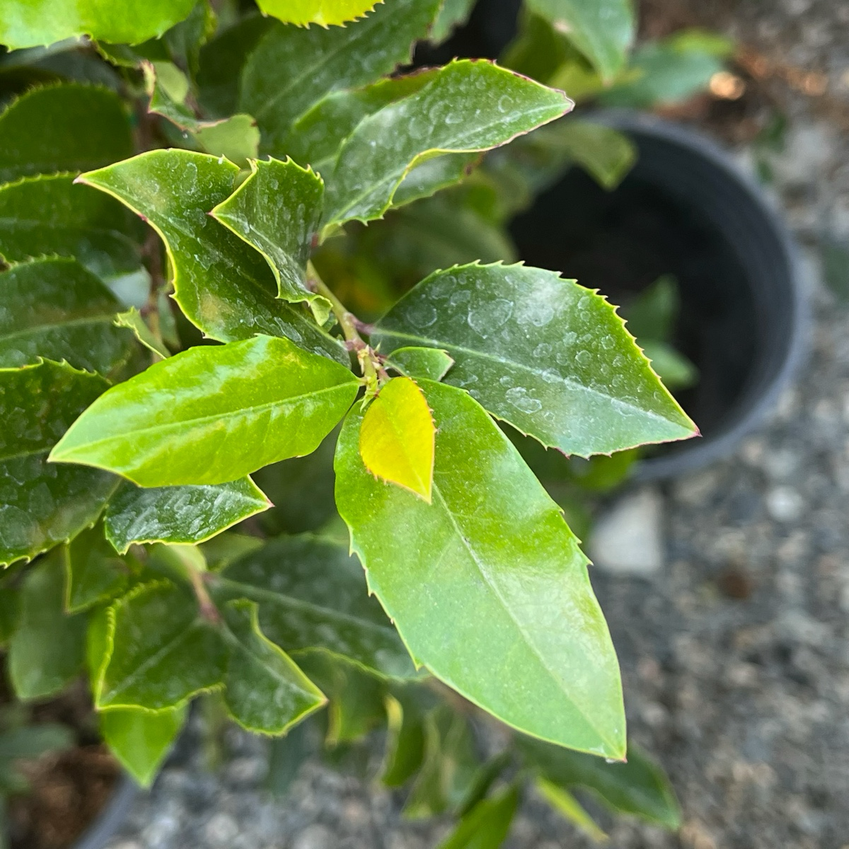 Carolina Cherry Laurel