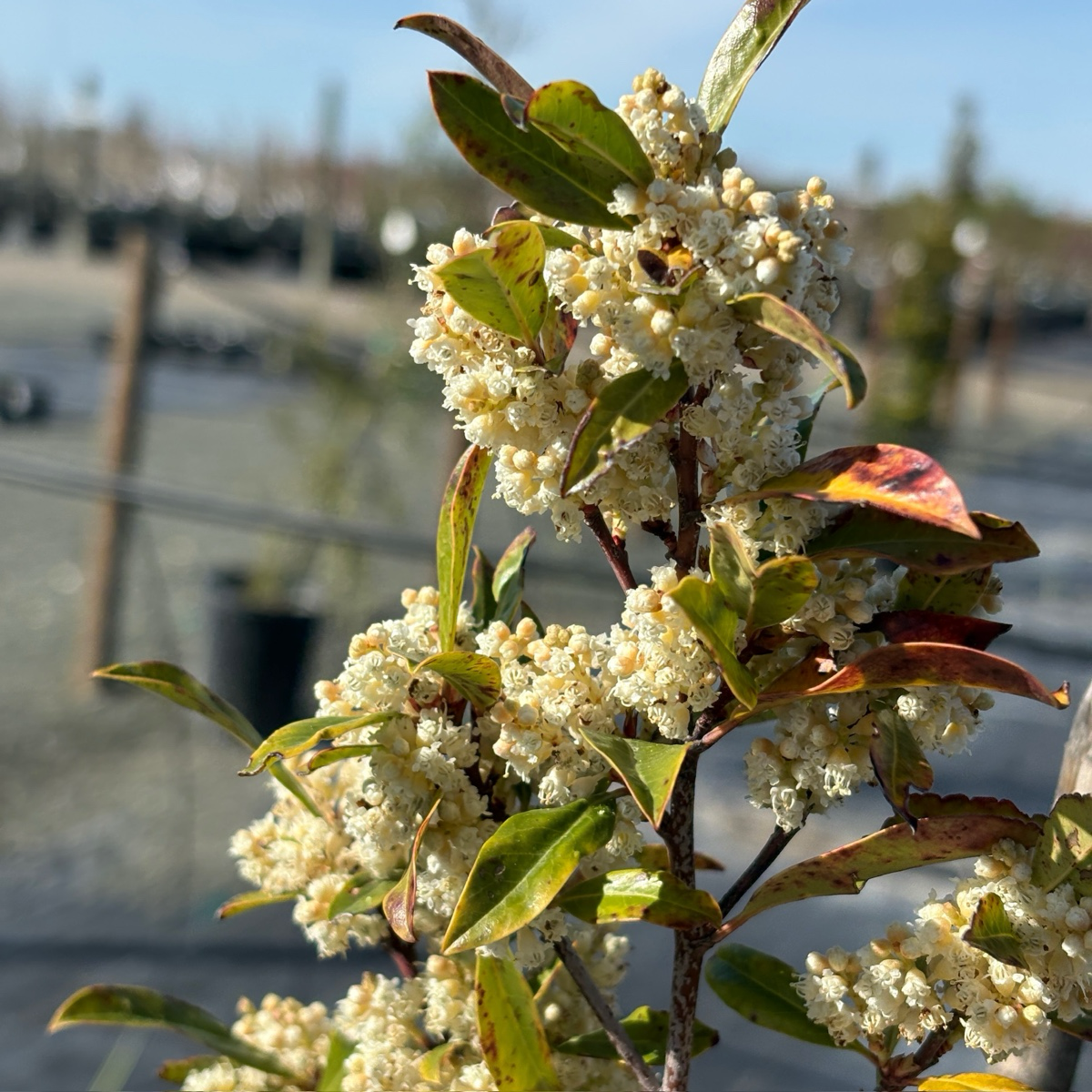 Carolina Cherry Laurel