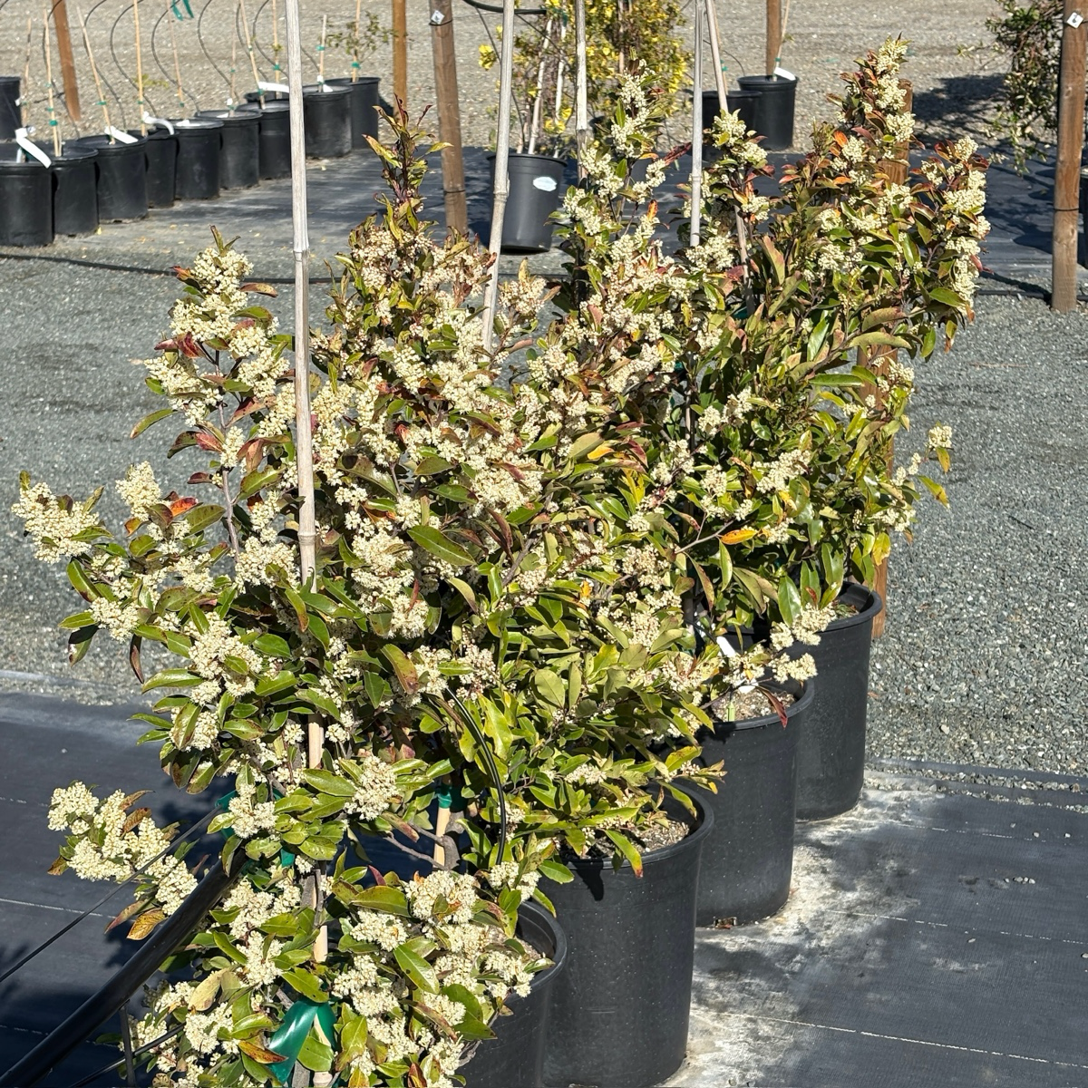 Carolina Cherry Laurel