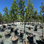 Carolina Cherry Laurel