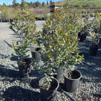 Carolina Cherry Laurel