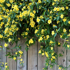 Carolina Jessamine