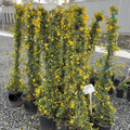 Carolina Jessamine