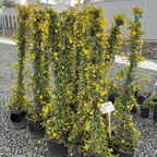Carolina Jessamine