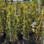 Carolina Jessamine