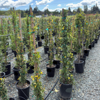 Carolina Jessamine