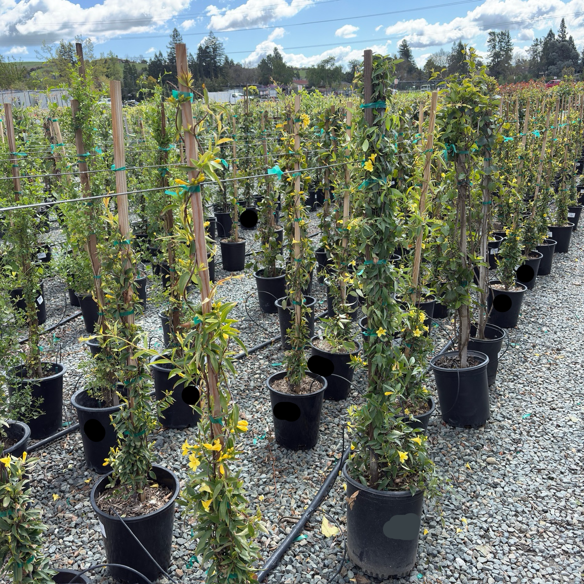 Carolina Jessamine