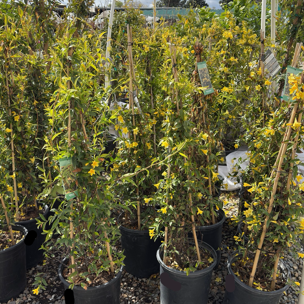 Carolina Jessamine