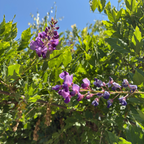 Caroline Chinese Wisteria