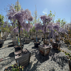 Caroline Chinese Wisteria