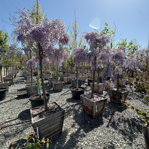 Caroline Chinese Wisteria