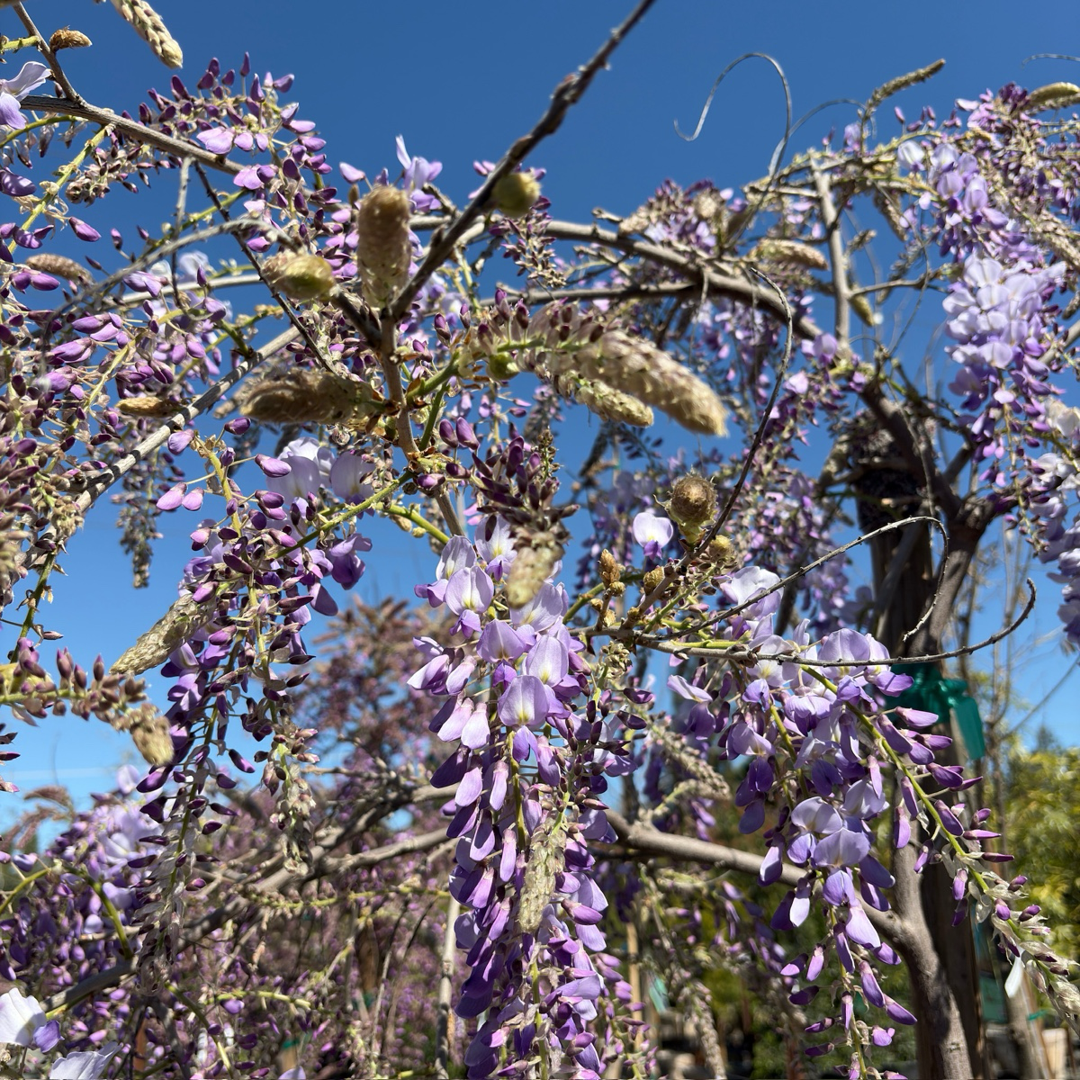 Caroline Chinese Wisteria
