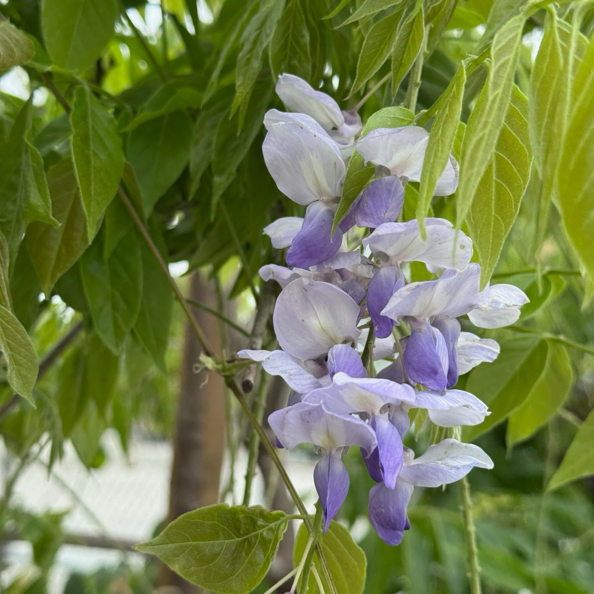 Caroline Chinese Wisteria