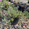 Carpet Geranium