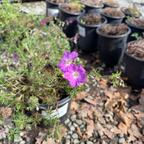 Carpet Geranium