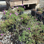 Carpet Geranium