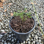 Carpet Geranium