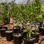 Group of young potted Cashew trees in a greenhouse setting