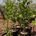 Young Cashew trees in pots in a nursery setting