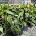 Cast-Iron Plant