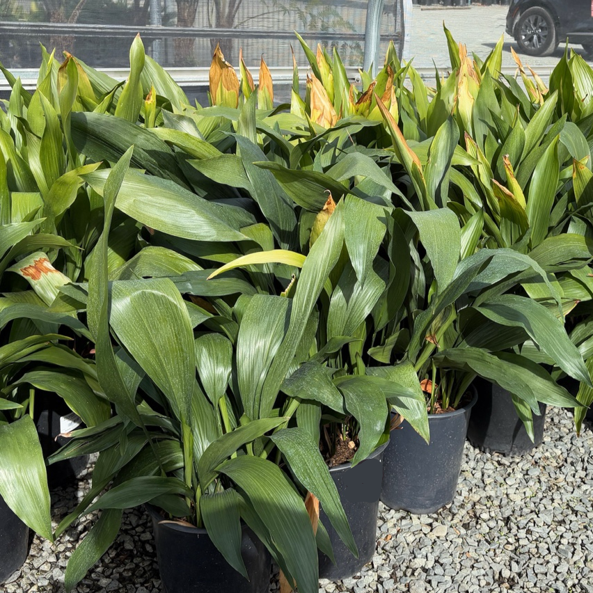 Cast-Iron Plant
