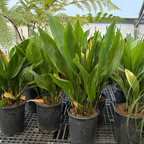 Cast-Iron Plant