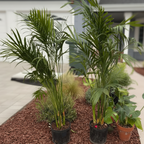 Cat Palm