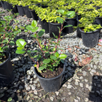Catalina Currant