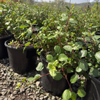 Catalina Currant