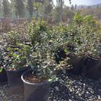 Catalina Currant