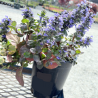 Catlins Giant Carpet Bugle
